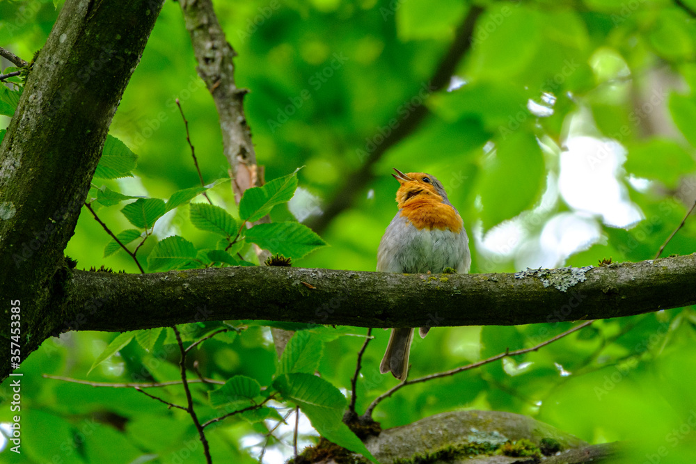 Robin perched on a branch Robin perched on a branch