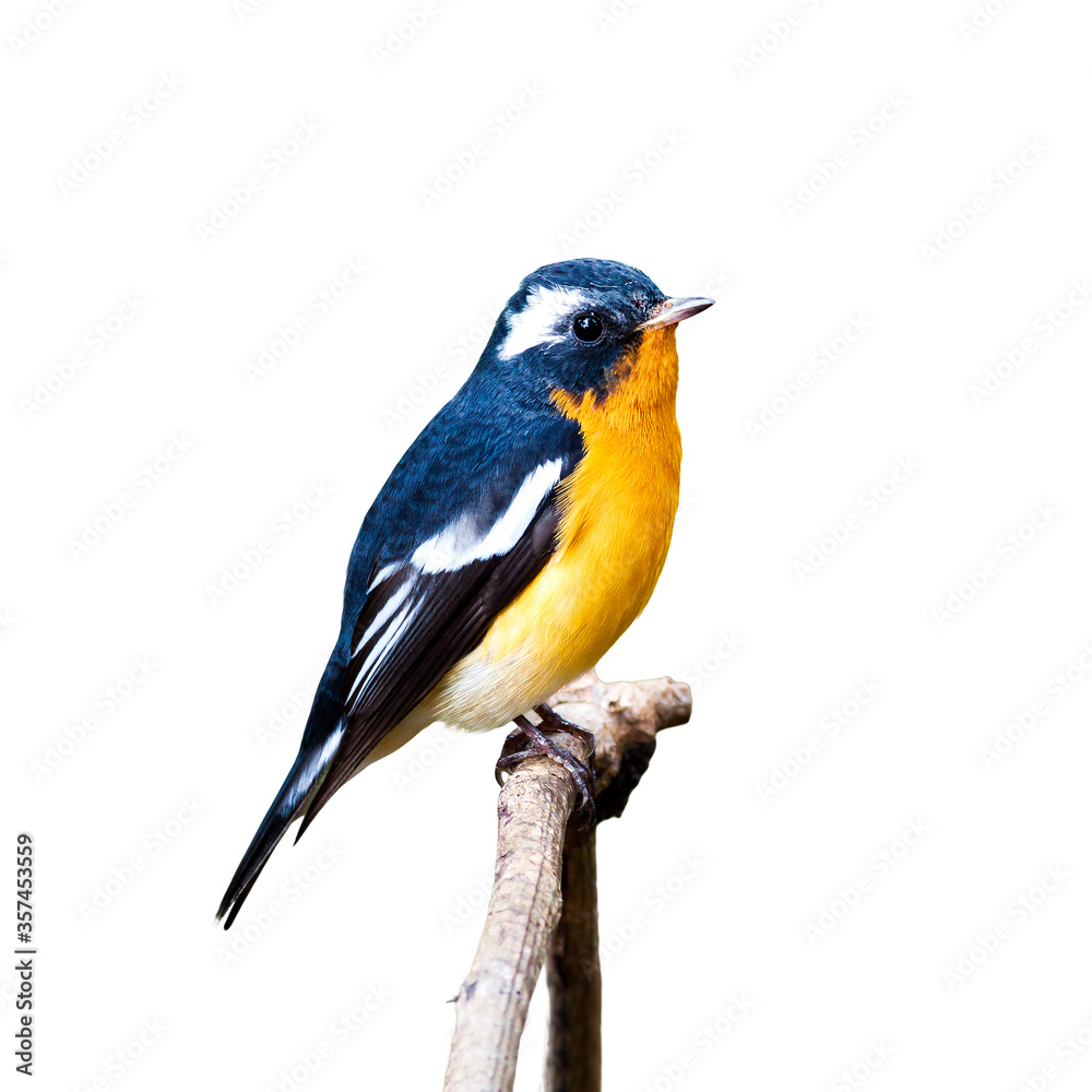 Obraz premium Mugimaki Flycatcher (Ficedula mugimaki) isolate on white