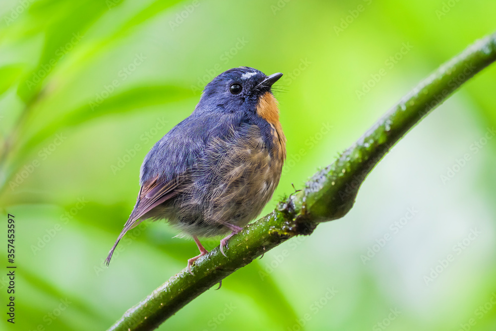 Fototapeta premium Snowy-browed Flycatcher (Ficedula hyperythra)