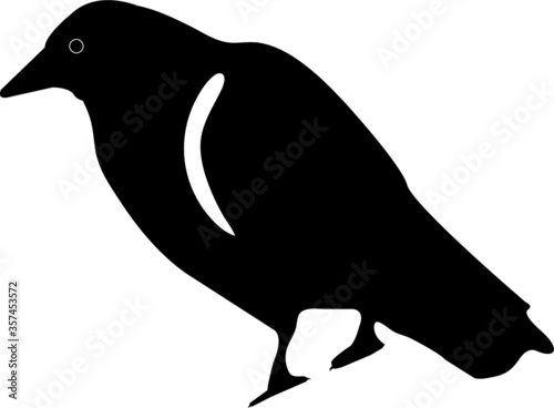 Black bird crow raven icon silhouette.