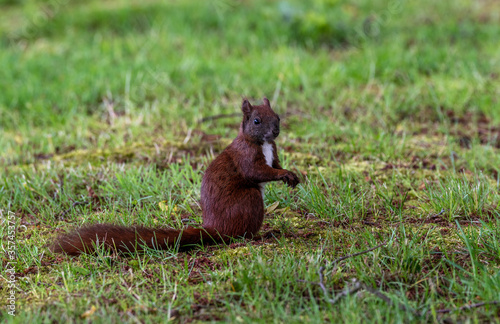 Portrait Eichhörnchen
