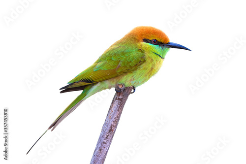 The blue-tailed bee-eater (Merops philippinus) isolate on white