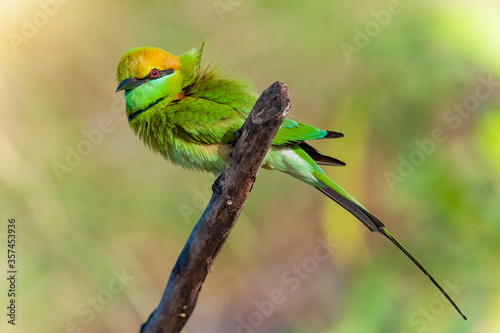 The blue-tailed bee-eater (Merops philippinus) is a near passerine bird in the bee-eater family Meropidae.