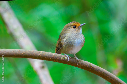 Ficedula solitaries ( Rufous-browed Flycatcher)