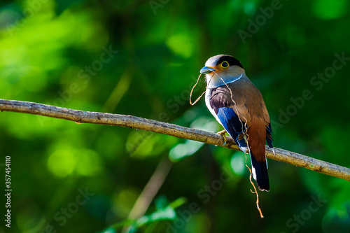 The silver-breasted broadbill (Serilophus lunatus) is a species of bird in the broadbill family, Eurylaimidae.