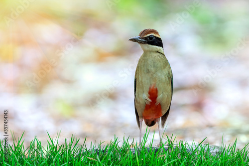 Fairy Pitta (Pitta nympha)