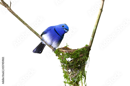 The Black-naped Monarch or Black-naped Blue Flycatcher (Hypothymis azurea)