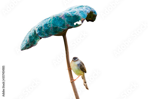 Plain Prinia, White-browed Prinia, Plain Wren-Warbler , Brown Wren-Warbler)