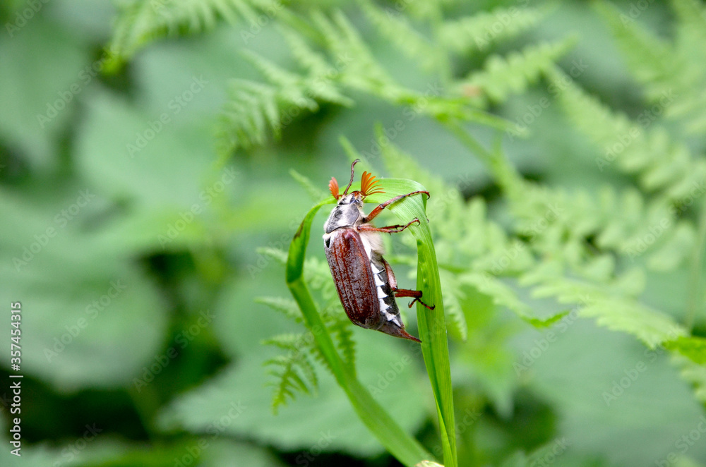chafer beetle sits on a grass stem chafer beetle sits on a grass stem