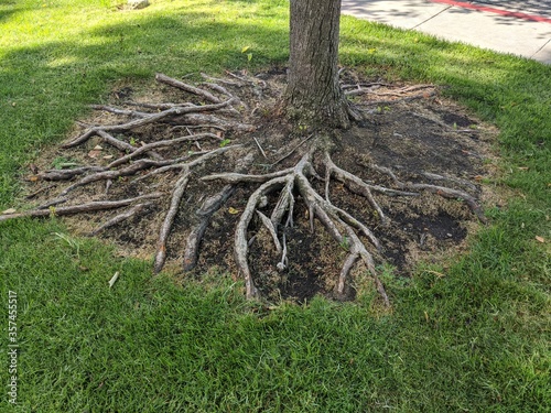 Tree Roots 2