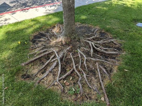 Tree Roots 1 