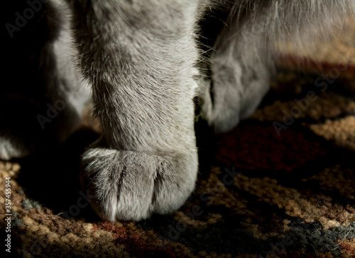 One paw step at a time. © Rey Rodriguez