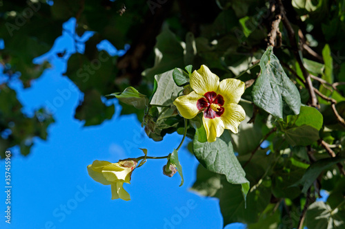 Beach hibiscus flowers (Hibiscus tiliaceus) on tree photo