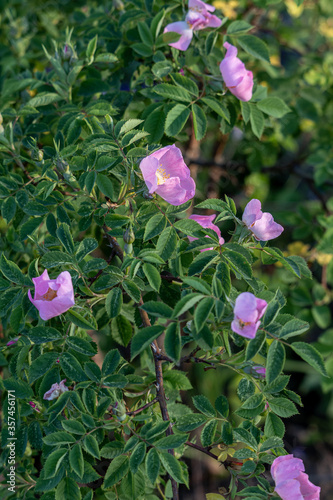 branch of wild rose with flowers