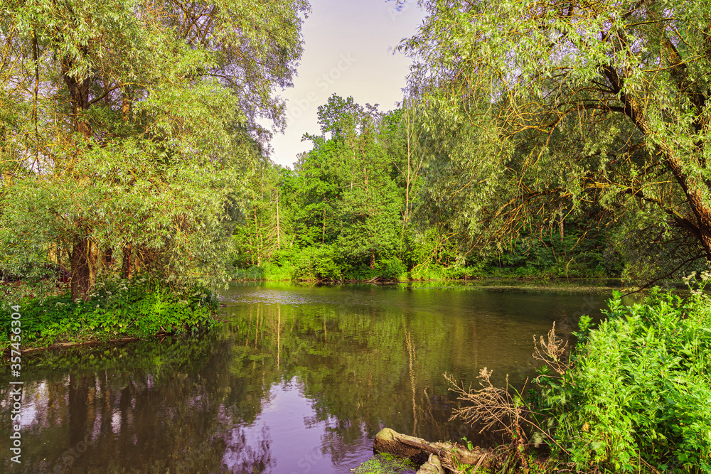 lake in the forest