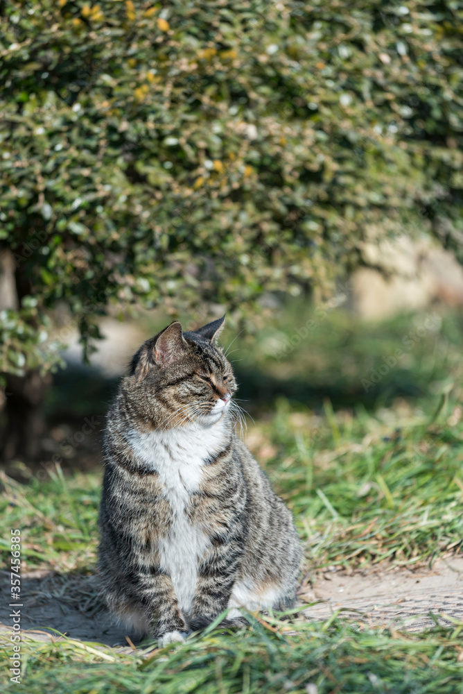 the Homeless chinese cat is sitting on green grass , outdoor,  beijing  city, china