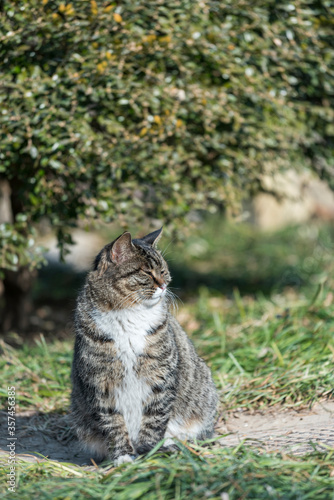 the Homeless chinese cat is sitting on green grass , outdoor,  beijing  city, china © lukyeee_nuttawut