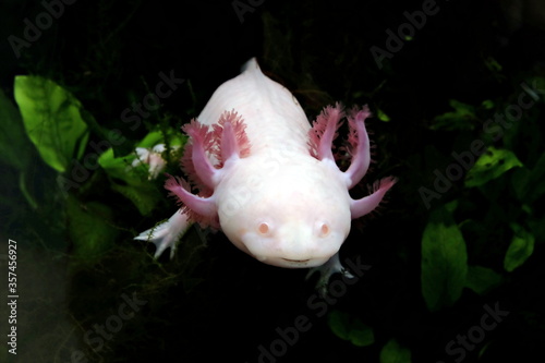 Closeup of an axolotl, a mexican salamander