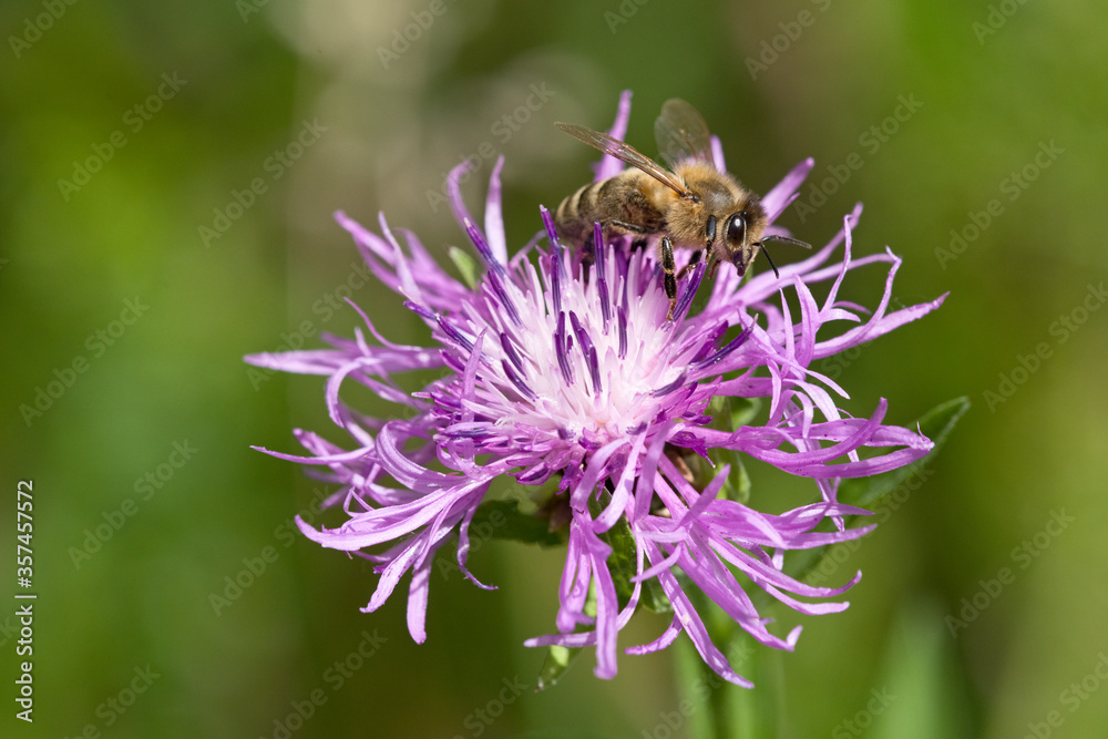Honigbiene auf Wiesen Flockenblume Honigbiene auf Wiesen Flockenblume