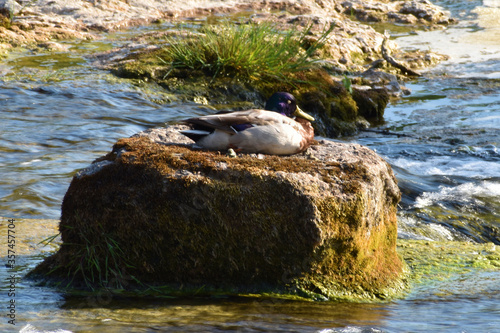 Ente entspannt sich am Rheinfall in der Schweiz 20.5.2020