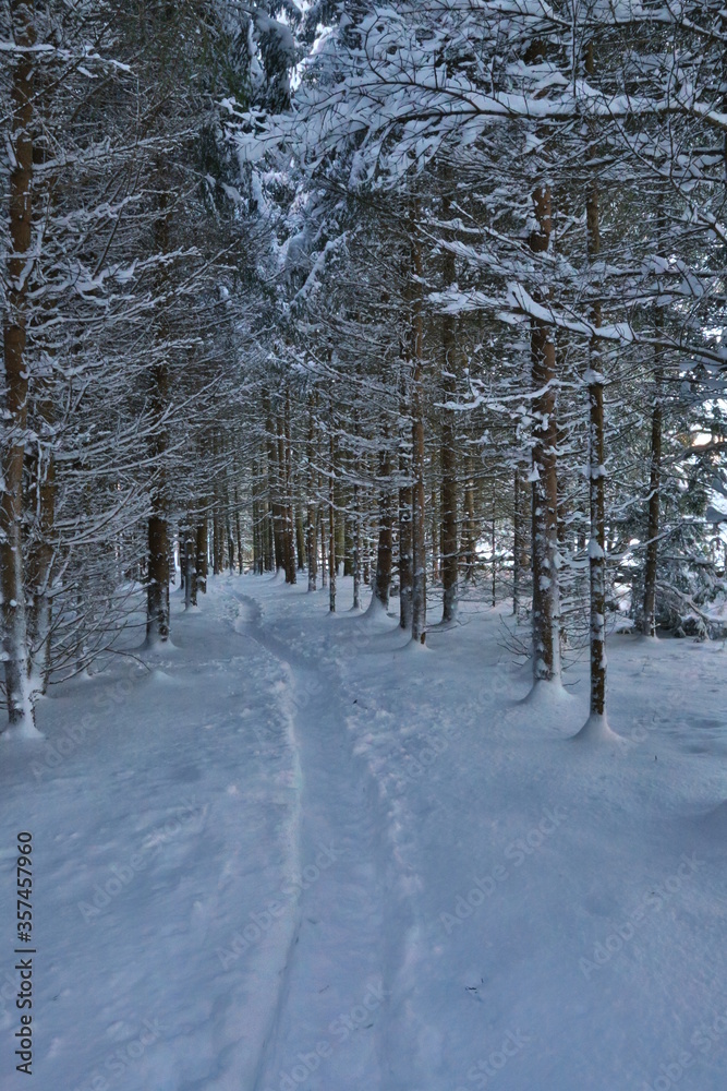 Fototapeta premium Winterwald