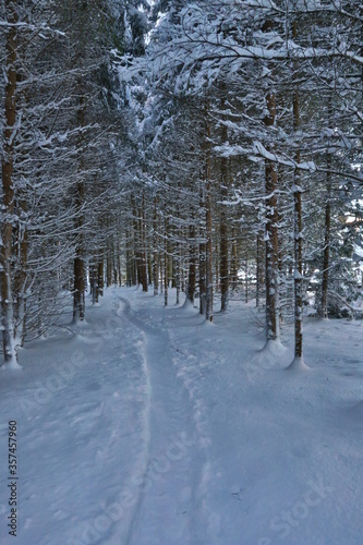 Winterwald