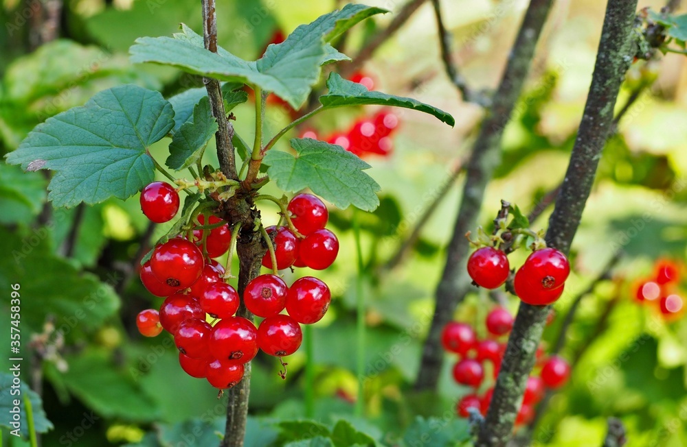 Bunch of ripe red currants on the vine in June.