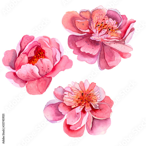 Bright fresh cute elegant watercolor peony. Colorful summer flowers in pink and red. photo