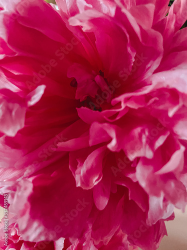 pink carnation flower