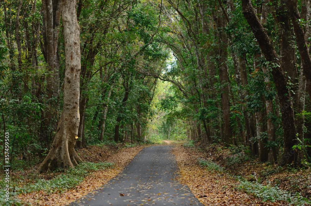 an empty road to the gate of Alas Purwo National Park in East Java, Indonesia. an empty road to the gate of Alas Purwo National Park in East Java, Indonesia.