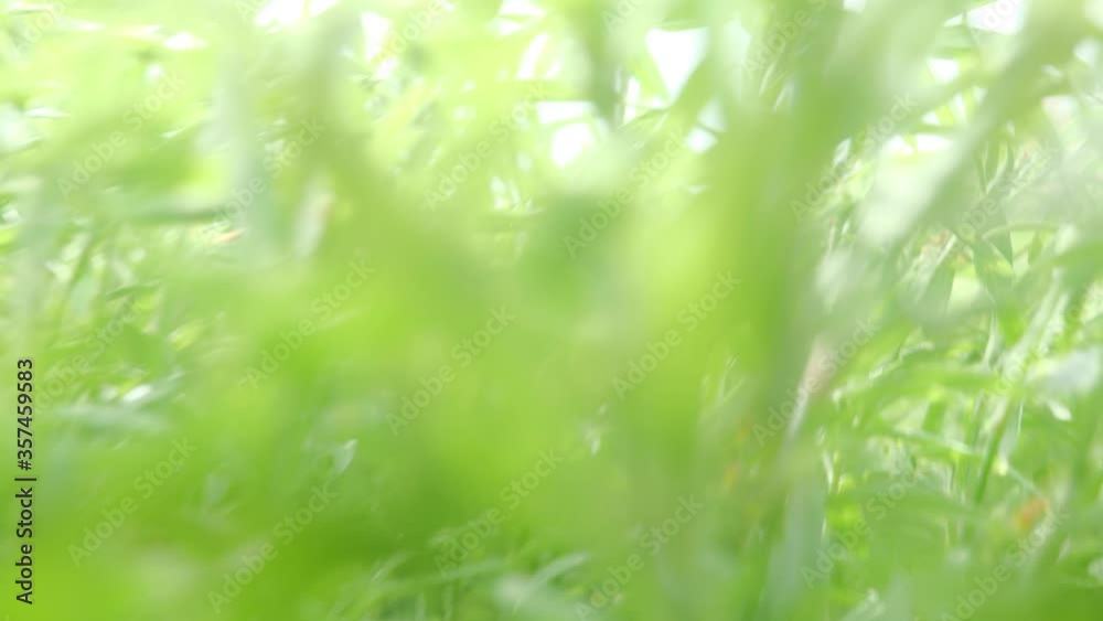 Through grass to summer light view Through grass to summer light view