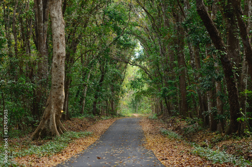 an empty road to the gate of Alas Purwo National Park in East Java, Indonesia.