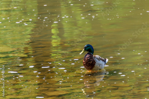 Male mallard duck walking in a shallow of a fish pond. Nature and Wildlife.