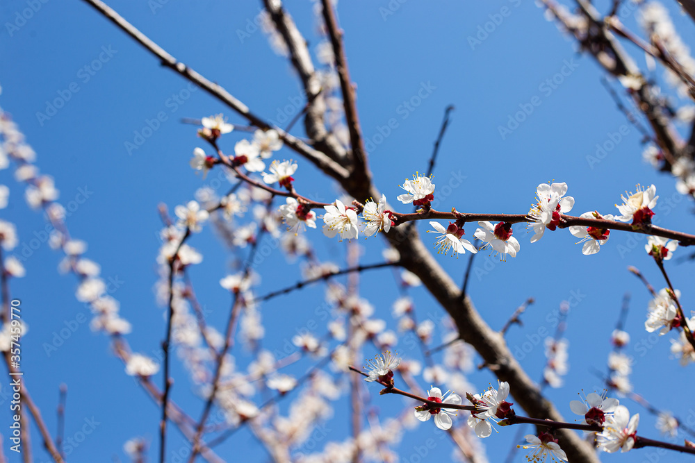 branch of a cherry tree