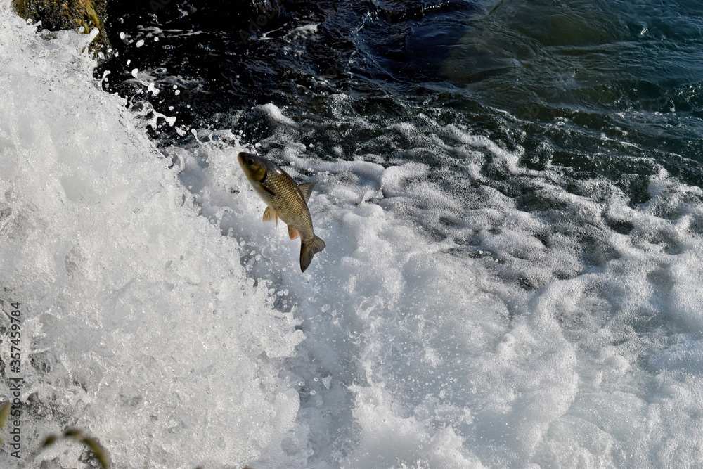 Fototapeta premium Fisch versucht den Rheinfall hochzuspringen 20.5.2020
