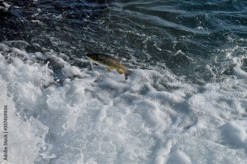 Obraz premium Fisch versucht den Rheinfall hochzuspringen 20.5.2020