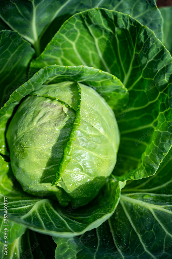White cabbage head growing in garden White cabbage head growing in garden