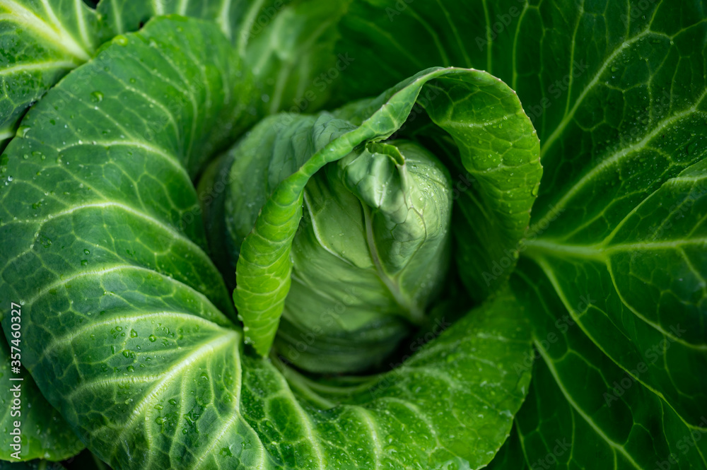 White cabbage head growing in garden White cabbage head growing in garden