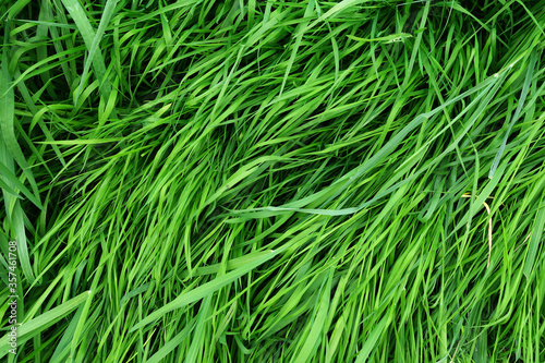 Fresh summer green juicy bright texture of grass