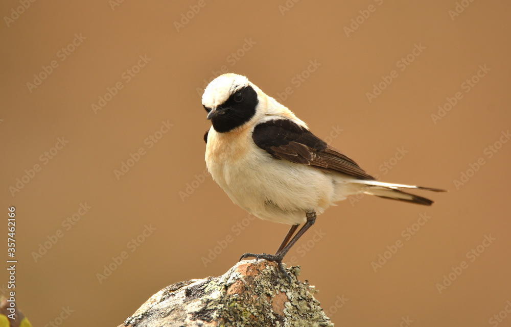 Obraz premium Collalba rubia