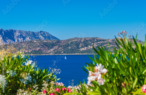 Sea and flowers at Capo Coda Cavallo (Olbia, Sardinia, Italy).