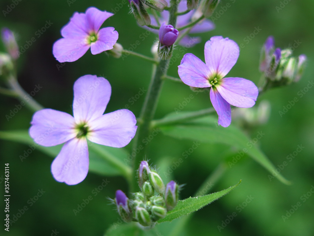 purple wild small flowers in spring purple wild small flowers in spring