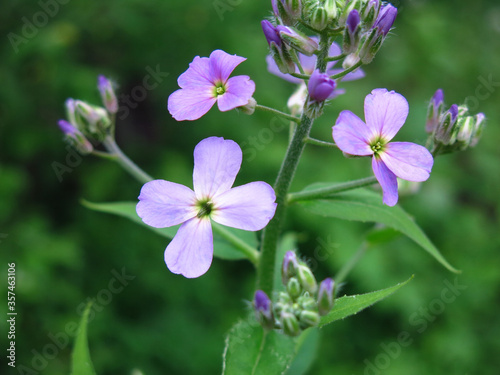 purple wild small flowers in spring © Lumatis