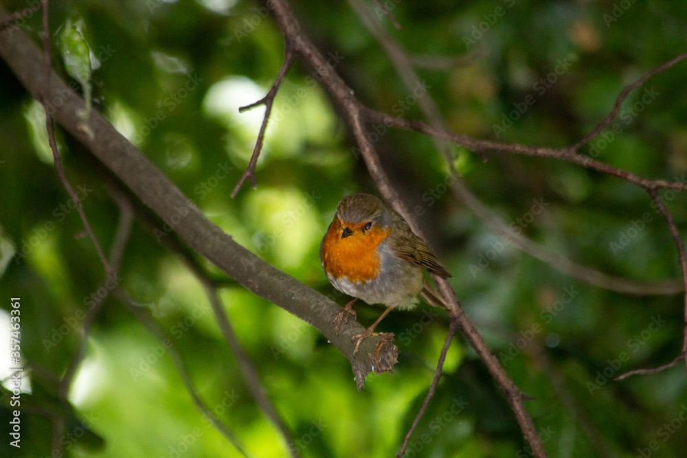 European robin (Erithacus rubecula) European robin (Erithacus rubecula)