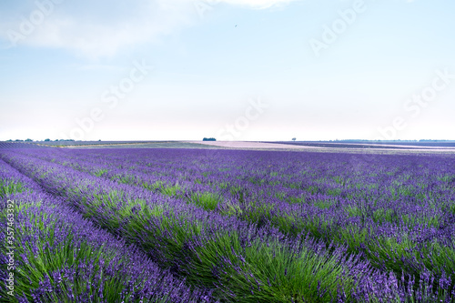 Lavender fields in Valensole  Provence  France