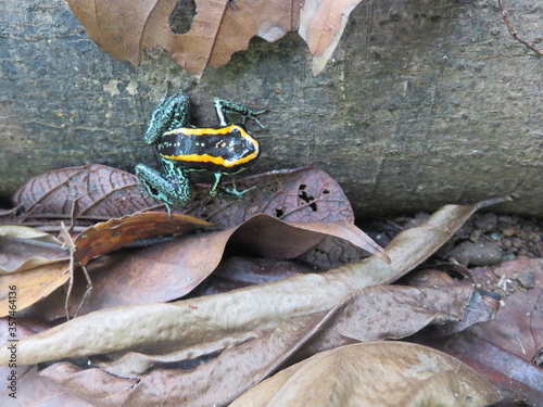Golfo Dulce poison dart frog, Costa Rica