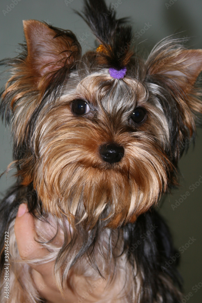 A little dog of Yorkshire terrier stands on the grass and looks. A little dog of Yorkshire terrier stands on the grass and looks.