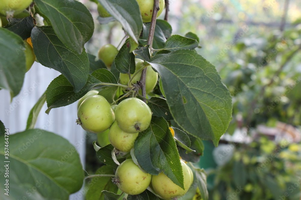 green apples on a tree