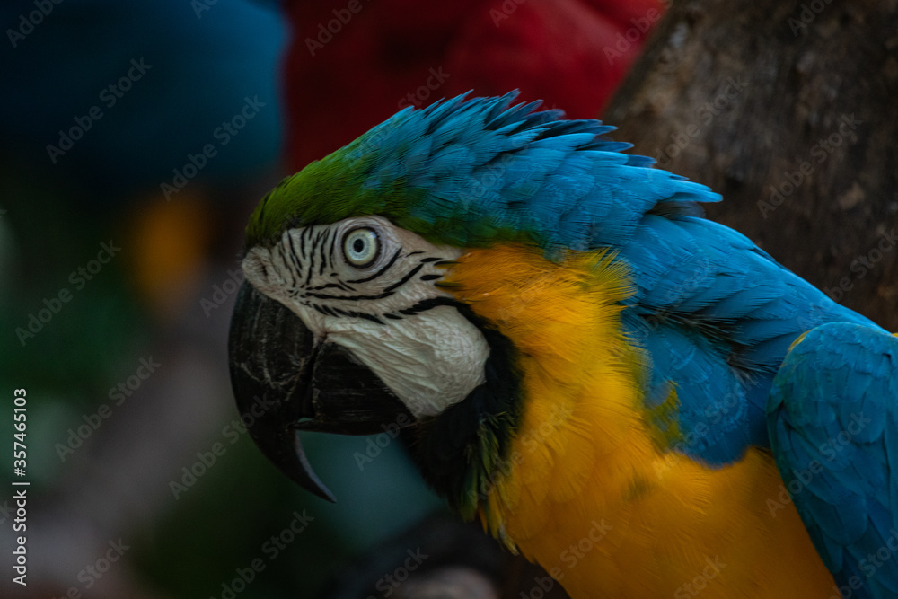 blue and yellow macaw