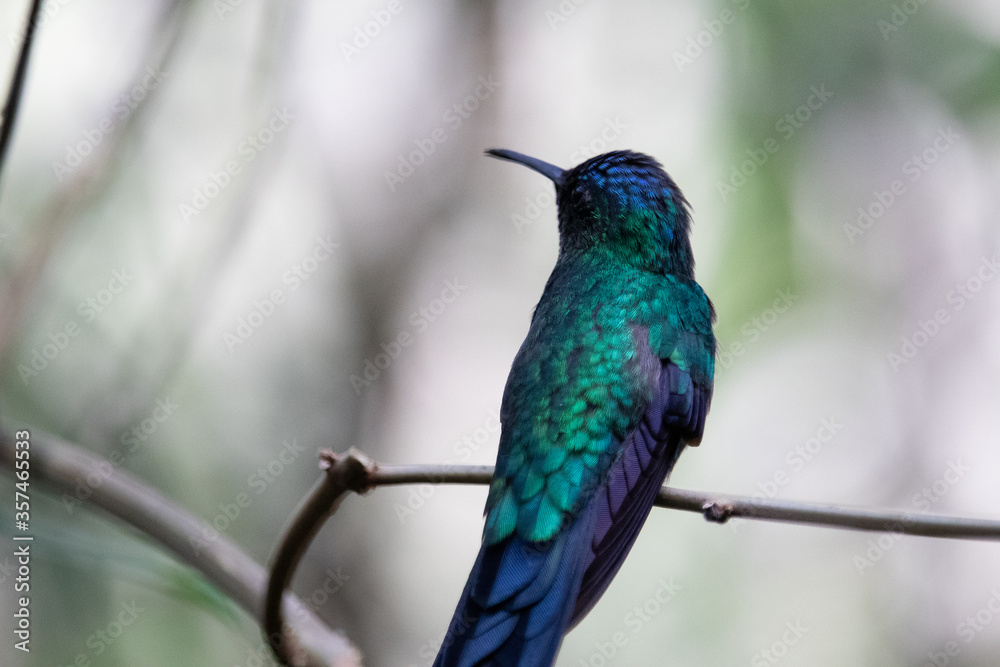 Obraz premium hummingbird on a branch